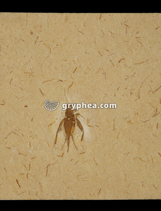 Insecte fossile (Orthoptère, Albien-Aptien, Brésil) - gryphea.com